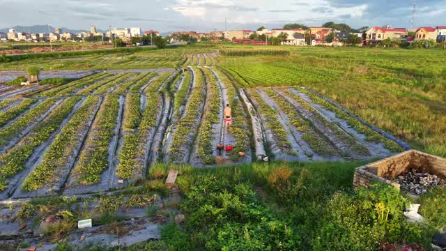 Aerial Watermelon Field Harvest