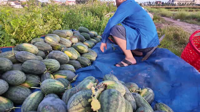 Kneeling Among Watermelon Pile