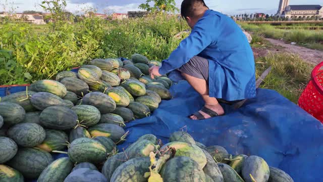 Arranging The Watermelon Harvest
