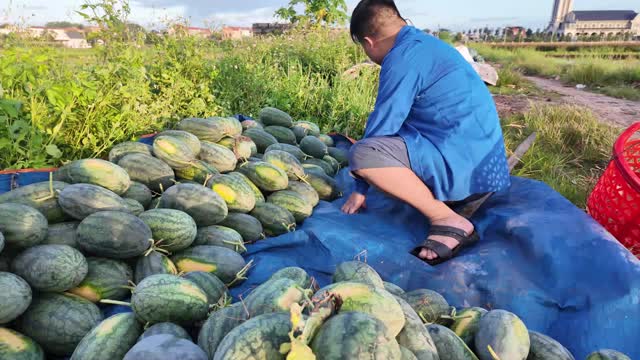 Farmer With Watermelon Heap