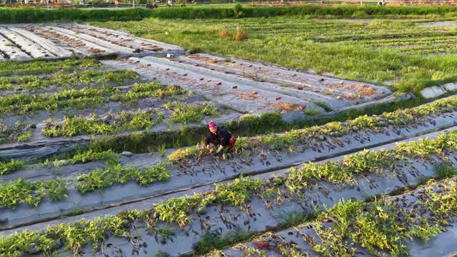 Farmer Picking Watermelons Aerial