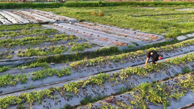 Worker Walking Field Rows