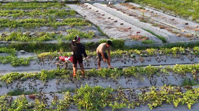 Two Farmers Harvesting Watermelons