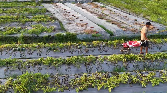 Farmer Pushing Harvest Cart