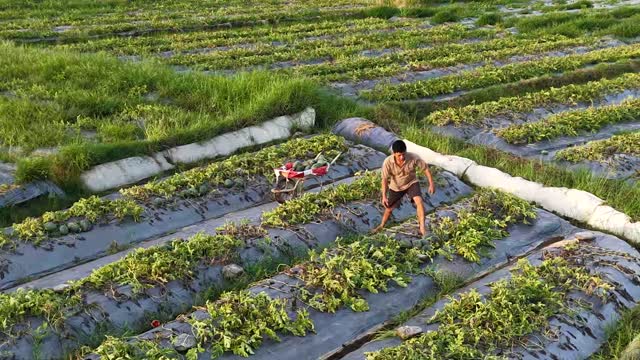 Worker Standing In Field