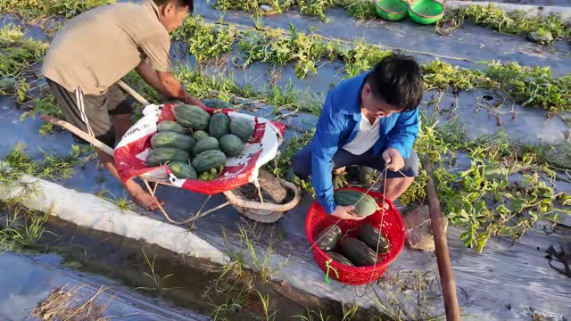 Farmers Loading Watermelon Baskets