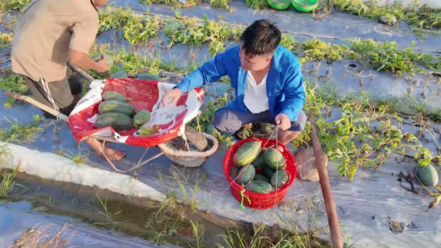 Collecting Watermelons In The Field
