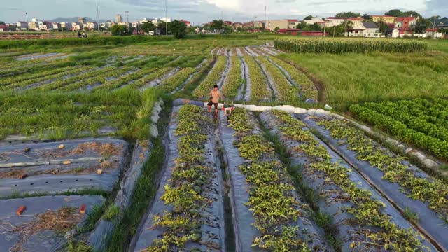High Aerial Watermelon Field