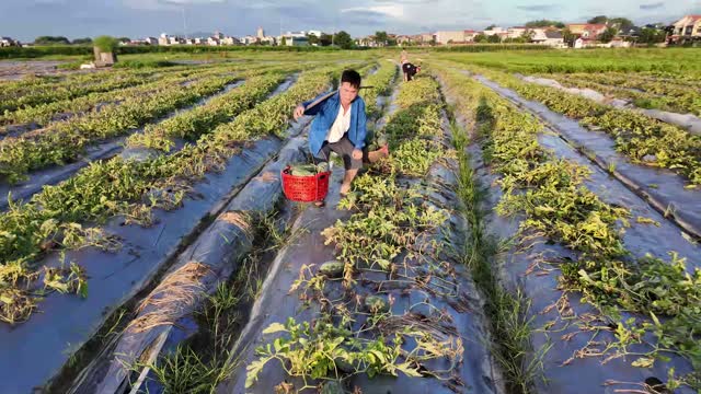 Aerial View Of Watermelon Harvest