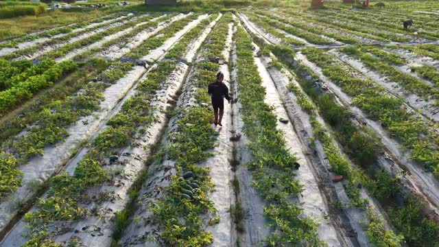 Aerial View Watermelon Rows