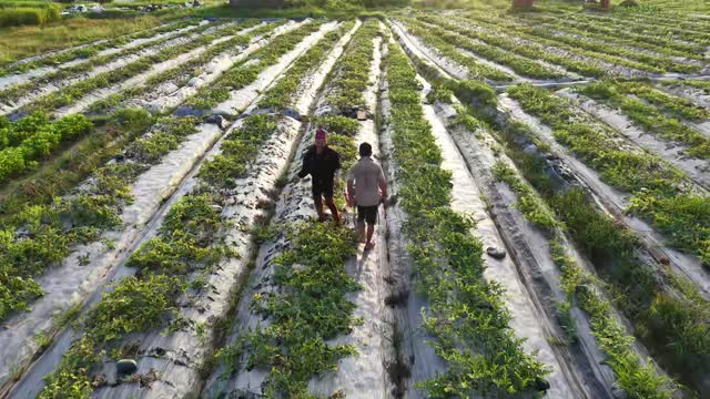 Two Workers Walking Field