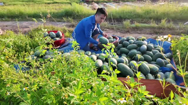 Sorting Watermelons Among Wildflowers