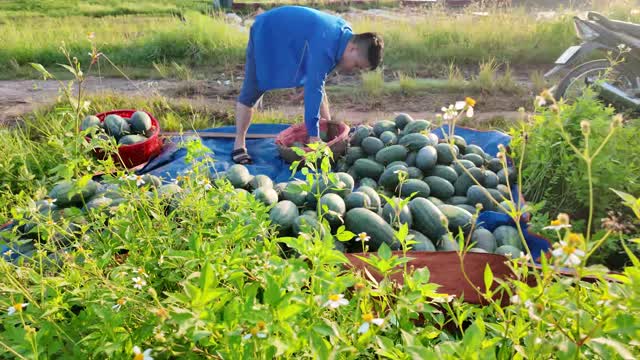 Farmer Bending Over Watermelon Pile
