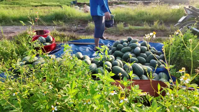Standing By The Watermelon Harvest