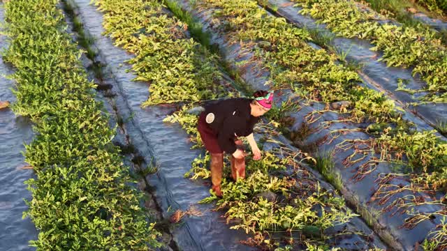 Farmer Harvesting Close Aerial