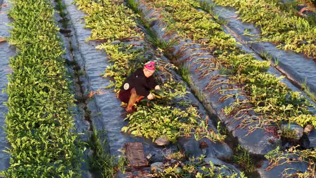Woman Picking Watermelons