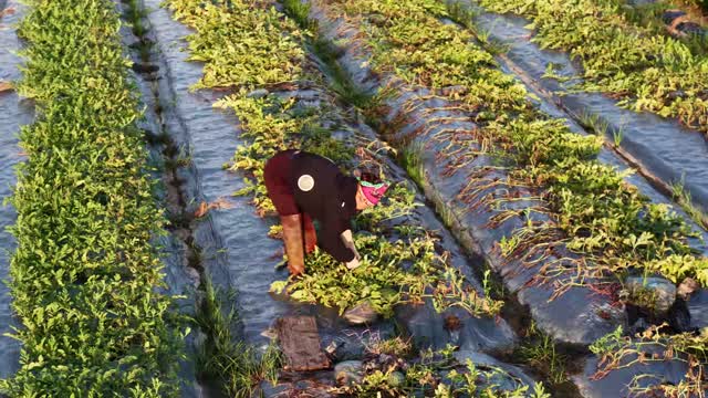Farmer Bending Over Crop