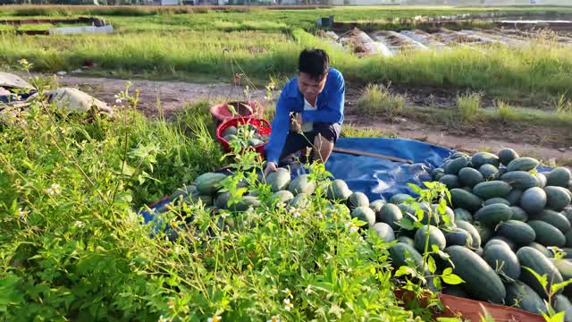 Arranging Watermelons In The Field