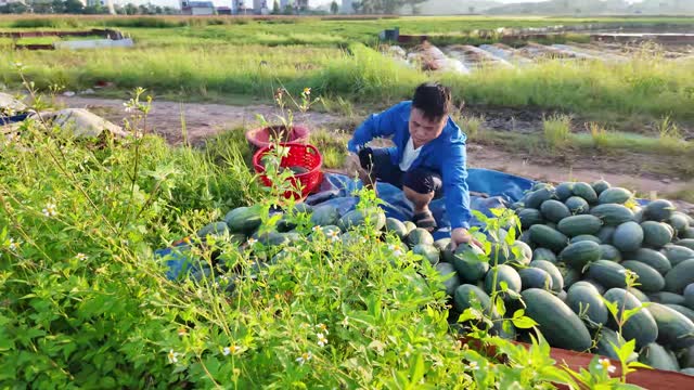 Farmer Sorting Watermelon Harvest