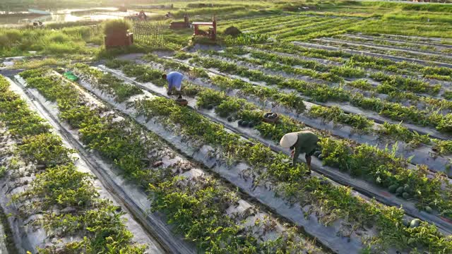 Two Workers Harvesting Melons