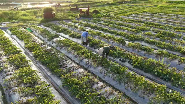 Farmers Gathering Watermelons