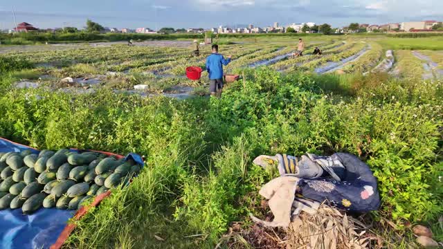 Watermelon Field Panorama