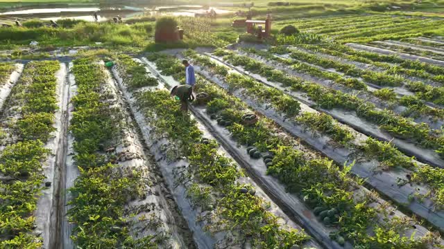 Sunrise Watermelon Harvest