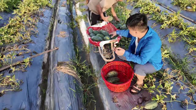 Sorting Watermelons On Mulch Rows