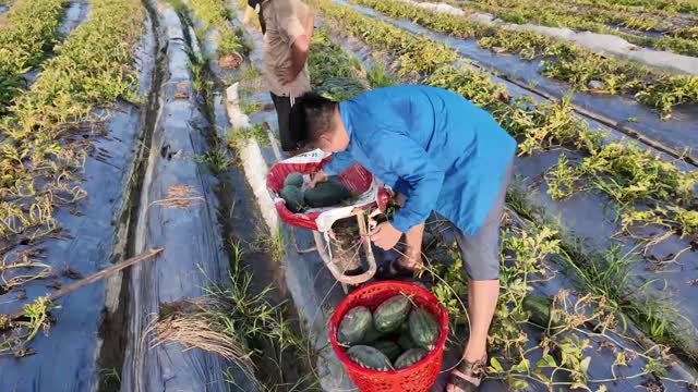Harvesting Watermelons Into Baskets