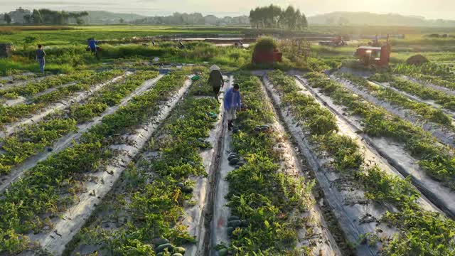 Workers In Sunrise Field