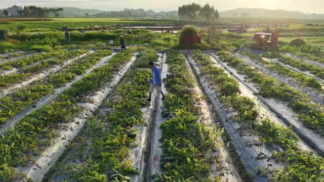 Farmer Walking Melon Rows