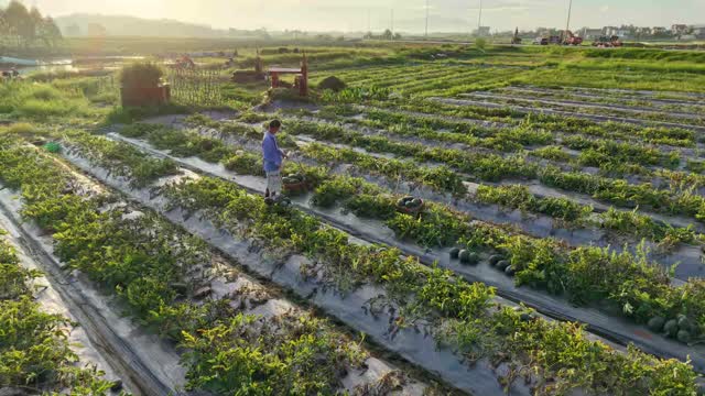 Farmer Standing In Field