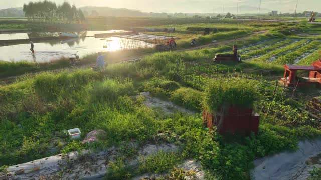 Countryside Pond At Sunrise