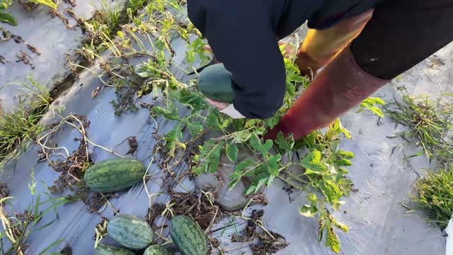 Hands Picking Ripe Watermelon