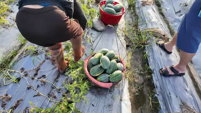 Baskets Of Harvested Watermelons