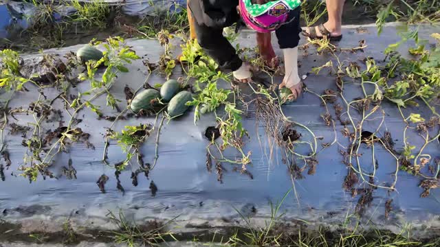 Workers Harvesting Watermelon Rows