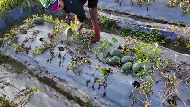 Farmer Collecting Field Watermelons