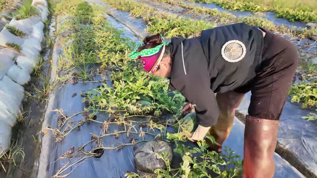Woman Harvesting Watermelon Field