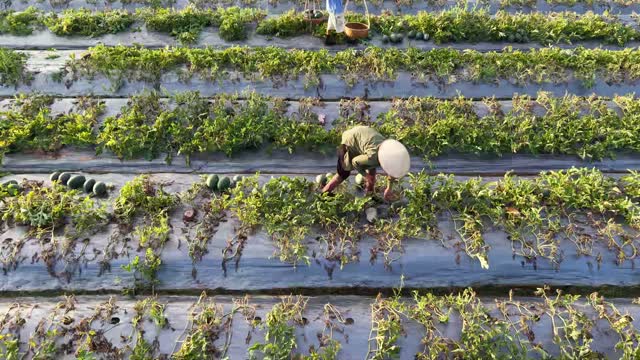 Farmer In Conical Hat Harvesting