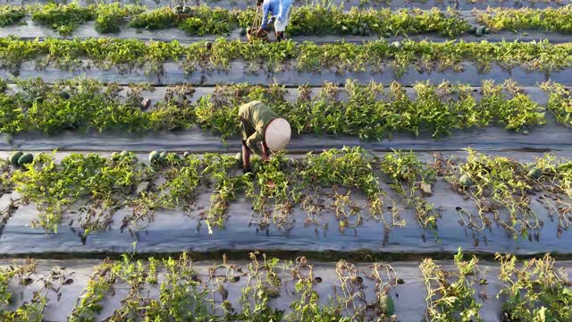 Worker Bending In Melon Rows