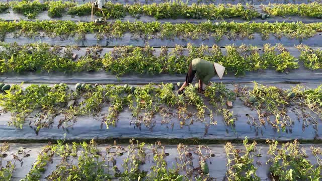 Harvesting Watermelons From Rows