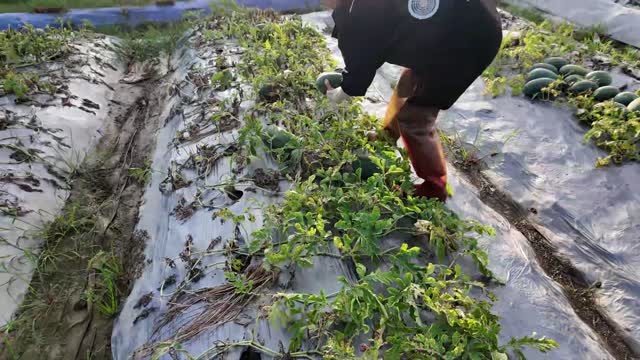 Farmer Bending To Harvest