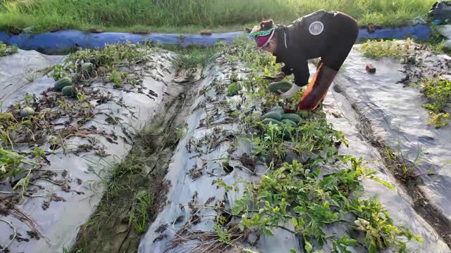 Picking Watermelons Along Rows