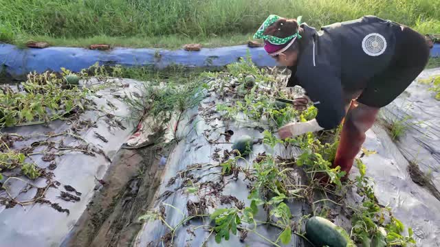 Farmer Harvesting Watermelon Vines