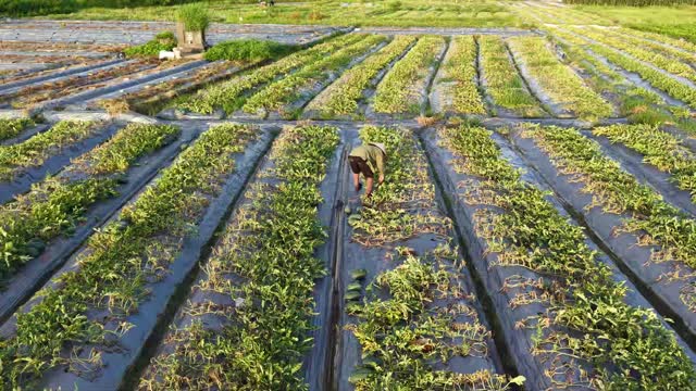 Farmer Working Melon Field