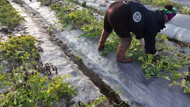 Worker In Watermelon Field