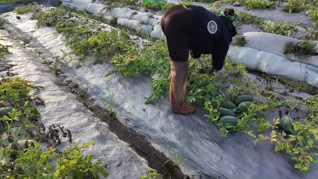 Farmer Picking Watermelons In Row
