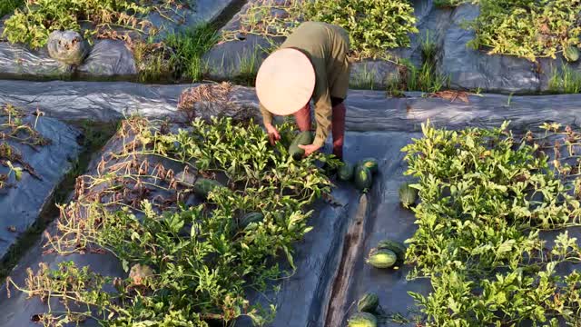 Farmer Harvesting Ripe Watermelons
