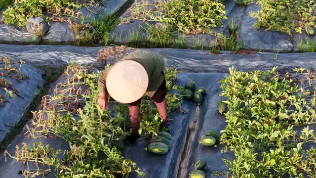 Conical Hat Farmer Harvest