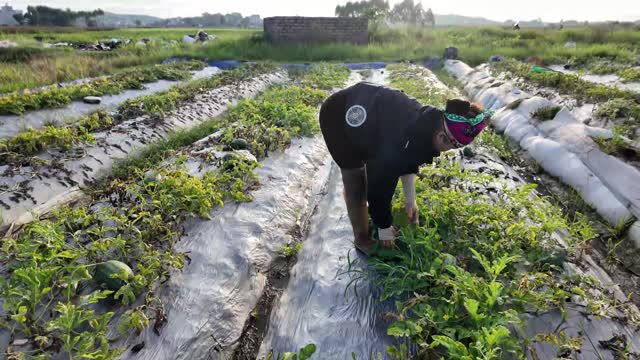 Harvesting Watermelons At Dawn